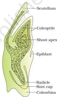 (a) A typical dicot embryo; (b) L.S. of an embryo of grass