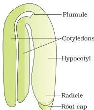 Labelled diagrams of a typical dicot embryo with embryonal axis and two cotyledons, and a grass embryo showing scutellum, coleoptile and coleorrhiza