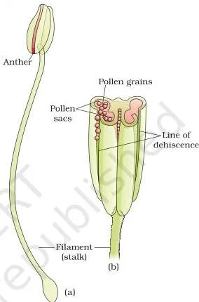 A typical stamen drawn with its slender filament and terminal bilobed anther, with a three-dimensional cut section showing two theca in each lobe