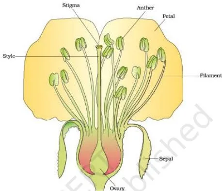 Longitudinal section of a flower showing the floral whorls — sepals, petals, stamens and the central gynoecium — used to recall the parts that take part in reproduction