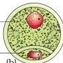Stages of a microspore maturing into a pollen grain, showing the vacuoles, asymmetric spindle and the final vegetative and generative cells