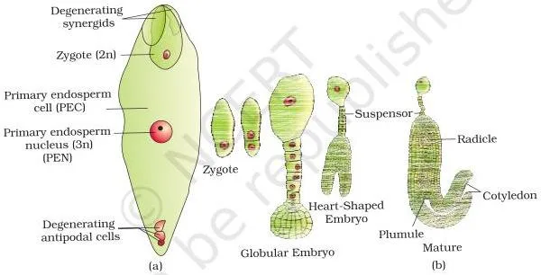 A fertilised embryo sac containing the zygote and the triploid primary endosperm nucleus, beside the stages of dicot embryo development