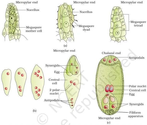 Progressive views of the ovule from megaspore mother cell to dyad and tetrad, then the 2, 4 and 8-nucleate embryo sac stages, ending in the mature seven-celled embryo sac