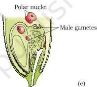 Pollen grains germinating on the stigma and pollen tubes growing through the style to the ovary, entering a synergid and discharging two male gametes — the path of sexual reproduction in flowering plants