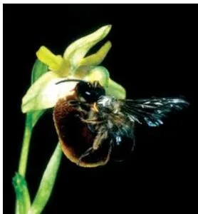 Vallisneria flowers being pollinated on the water surface, with pollen released onto the water and carried by currents to the female flower