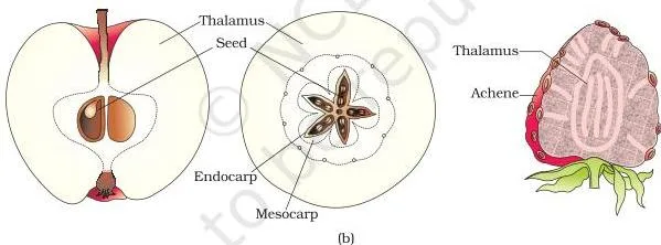 Structure of mature seeds showing the seed coat and stored food, alongside false fruits of apple and strawberry where the thalamus contributes to the fruit