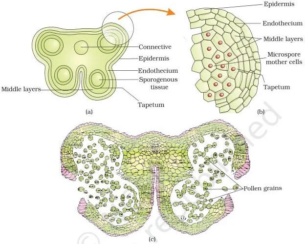 Transverse section of a young anther showing four microsporangia at the corners, with an enlarged microsporangium revealing its four wall layers around the sporogenous tissue