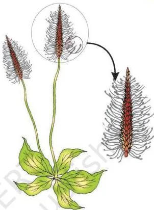 A wind-pollinated plant with a compact inflorescence and well-exposed stamens, adaptations that release and catch airborne pollen
