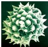 Scanning electron micrographs of a few pollen grains