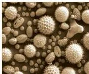 Scanning electron micrographs of pollen grains from several species, showing the wide variety of shape, size and surface pattern pollen can have