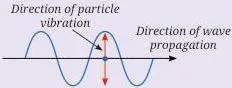 Sound Waves Class 9 Science Notes: Production, Speed & Echo A longitudinal wave diagram with particles vibrating parallel to the direction of propagation, contrasted with perpendicular motion in transverse waves