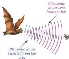 Sound Waves Class 9 Science Notes: Production, Speed & Echo A bat emitting ultrasonic waves that reflect off prey and return as echoes, showing how echolocation locates objects in the dark