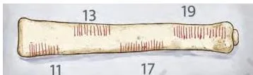 Tally notches on the Ishango bone grouped as the prime numbers 11, 13, 17 and 19, showing how early humans recorded counts