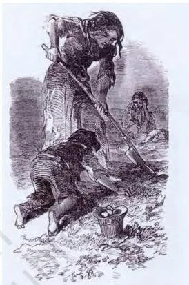 Hungry children digging for leftover potatoes in a harvested field during the Irish Potato Famine