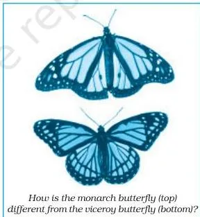 The starling and monarch experiment from the Making of a Scientist Class 10: a starling that refused ordinary bird food but ate monarchs, testing the viceroy-monarch mimicry theory