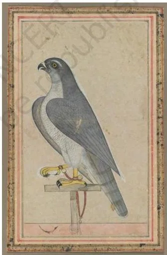 The Mughal School of Miniature Painting 3: Class 12 Fine Art NCERT Chapter 3 A falcon perched on a bird rest, painted by Ustad Mansur in 1615, now at the Cleveland Museum of Art, Ohio