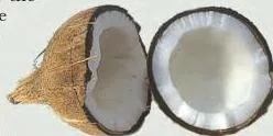 Through the Eyes of Travellers Class 12: NCERT Chapter 1 PDF A coconut, described by Ibn Battuta as resembling a man's head with eyes, a mouth and hair-like fibre