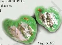 Through the Eyes of Travellers Class 12: NCERT Chapter 1 PDF Paan leaves, one of the unfamiliar Indian plants seen through the eyes of travellers in Class 12 History Chapter 1