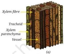 Tissues in Action Class 9 Notes Thick-walled sclerenchyma cells heavily reinforced with lignin, making the tissue hard and strong