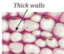 Tissues in Action Class 9 Notes Loosely packed living parenchyma cells with thin walls and visible intercellular spaces, the tissue that stores food