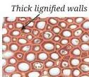 Tissues in Action Class 9 Notes Collenchyma cells with unevenly thickened corners that give young stems the flexibility to bend without breaking