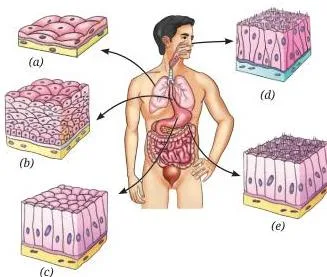 Tissues in Action Class 9 Notes Comparison of blood, a fluid connective tissue with a jelly-like matrix, and bone, a hard connective tissue with a rigid matrix