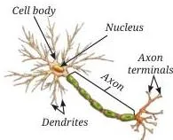Tissues in Action Class 9 Notes Three muscle types side by side: striated skeletal fibres, spindle-shaped smooth muscle cells and branched cardiac muscle cells