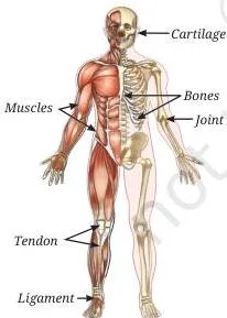 Tissues in Action Class 9 Notes Structure of a neuron labelled with cell body, dendrites, axon and axon terminals, the parts that receive and transmit signals
