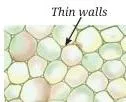 Tissues in Action Class 9 Notes Microscope view of a transverse section of a sunflower stem showing groups of specialised cells arranged into distinct tissues