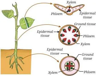 Tissues in Action Class 9 Notes Cross-sections of xylem with thick tubular cells and phloem with sieve tubes and companion cells, the tissues that conduct water and food