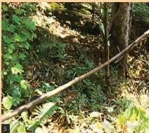 Bamboo pipes carried high above a road so the drip irrigation channel can cross it without interfering with traffic